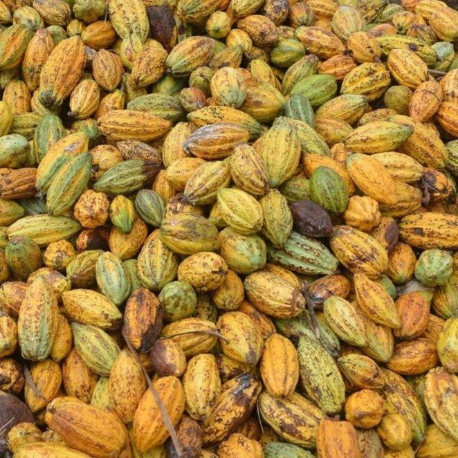 products/Burlap-_-Barrel-Morogoro-Cacao-Beans-SwitchGrocery.jpg